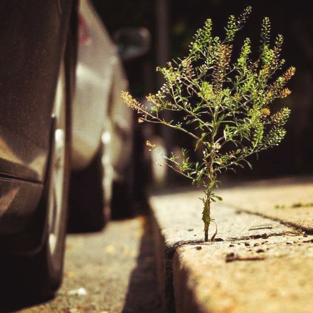 planta
