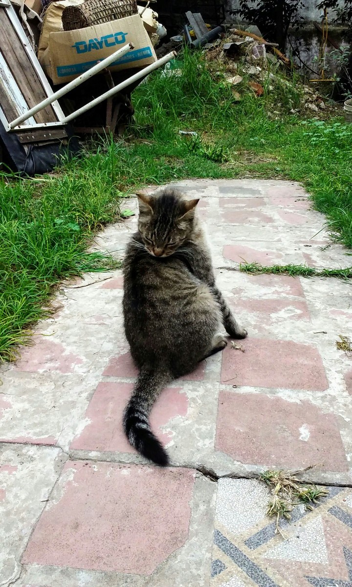 Gatito