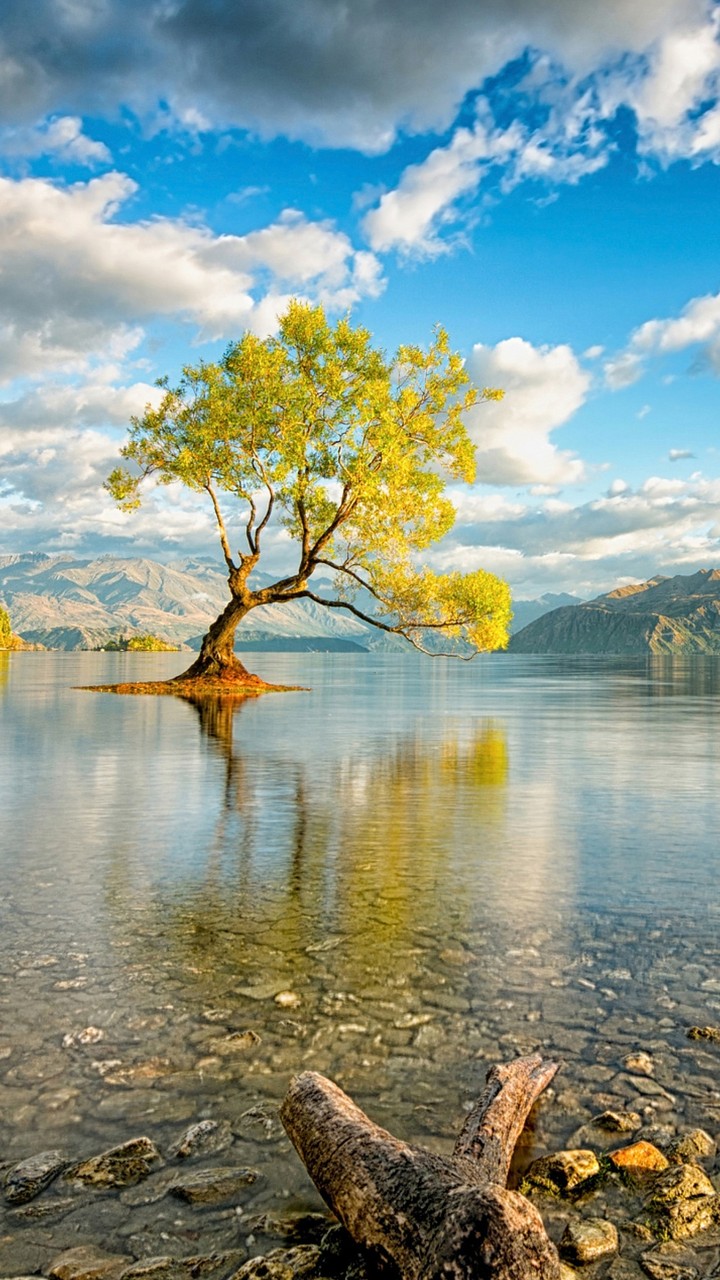 Tree & Lake
