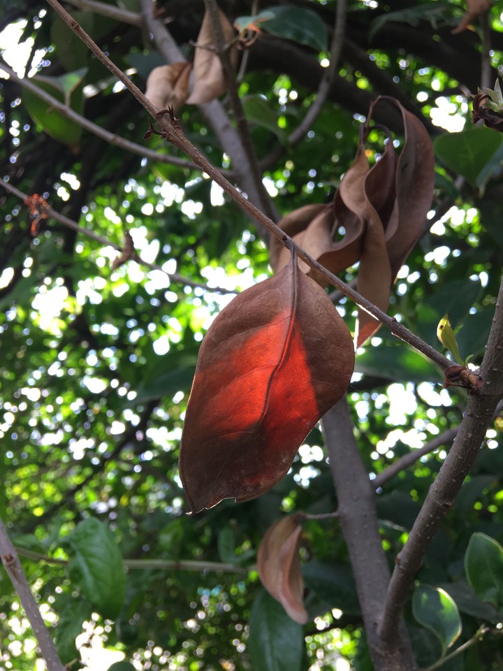 hoja 