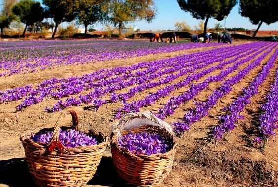 saffron