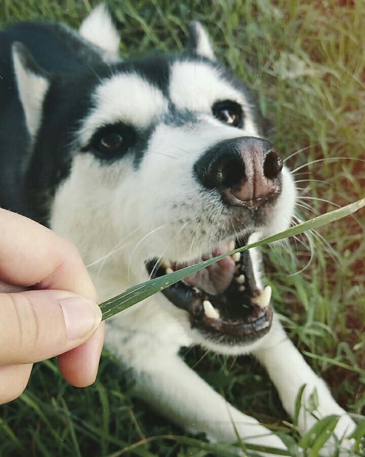 Husky Maiya