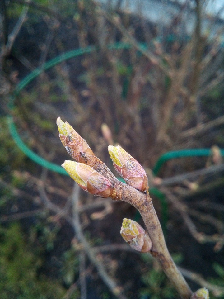 spring
