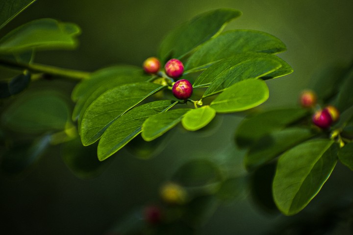 green and red