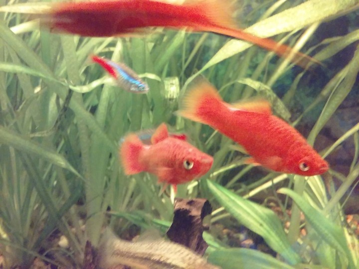 my fishes