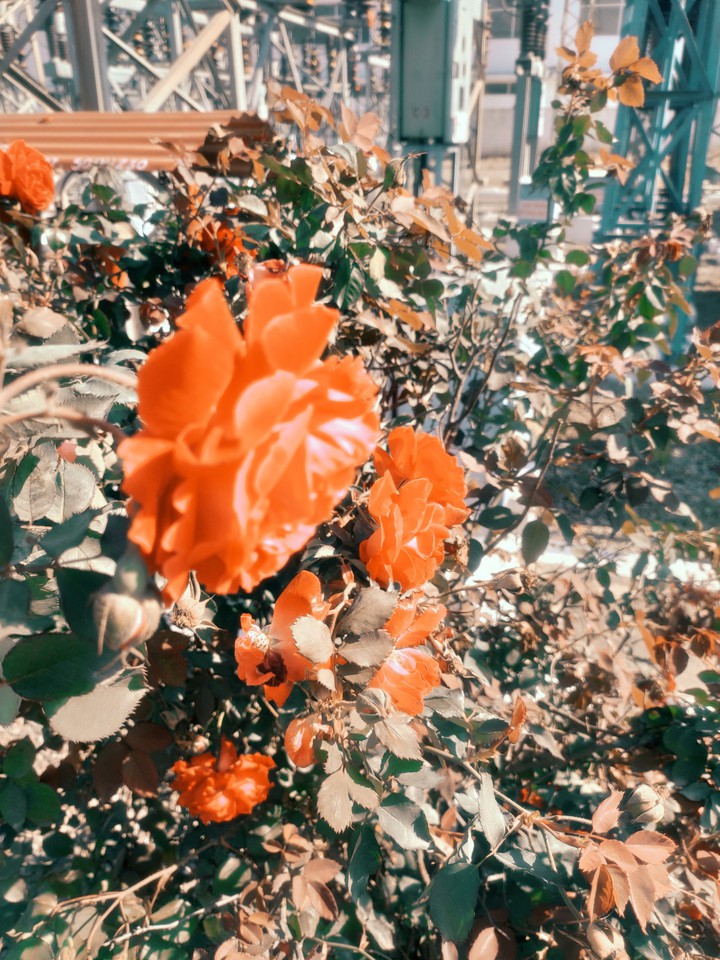 Rose with twist