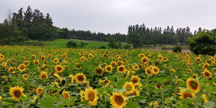 해바라기