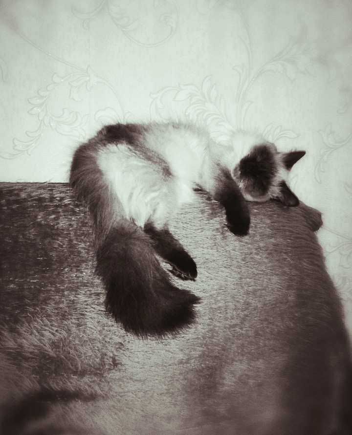 Соня