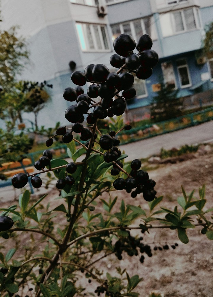 berries