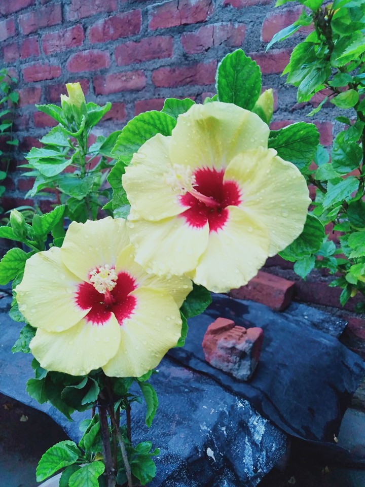 hibiscus