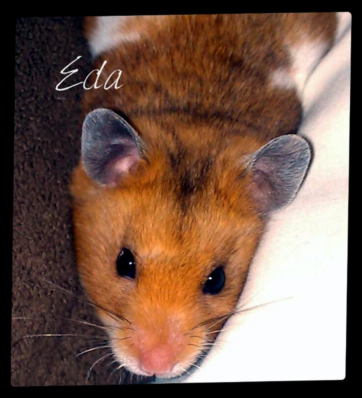 Eda, My Best Friend