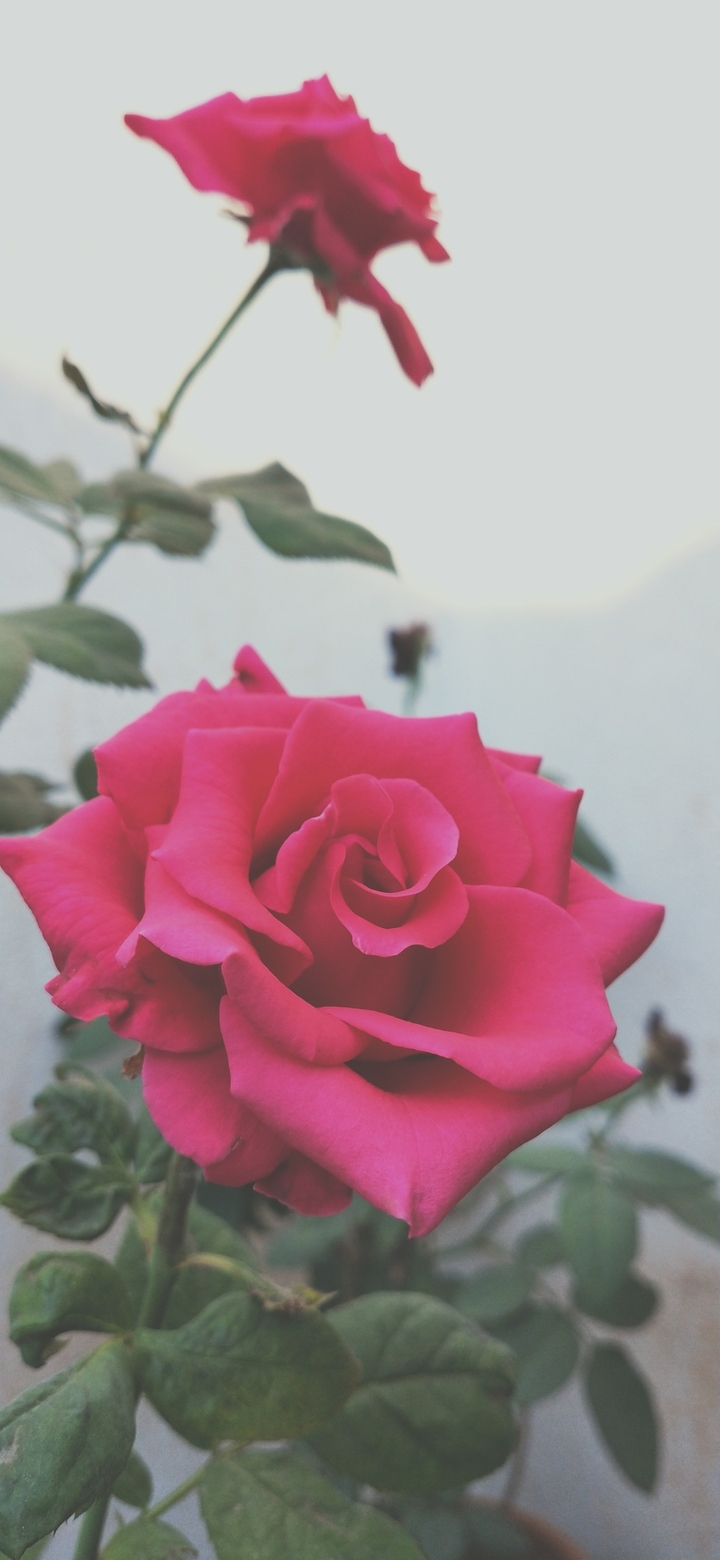 rose