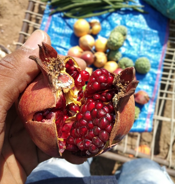 Pomegranate