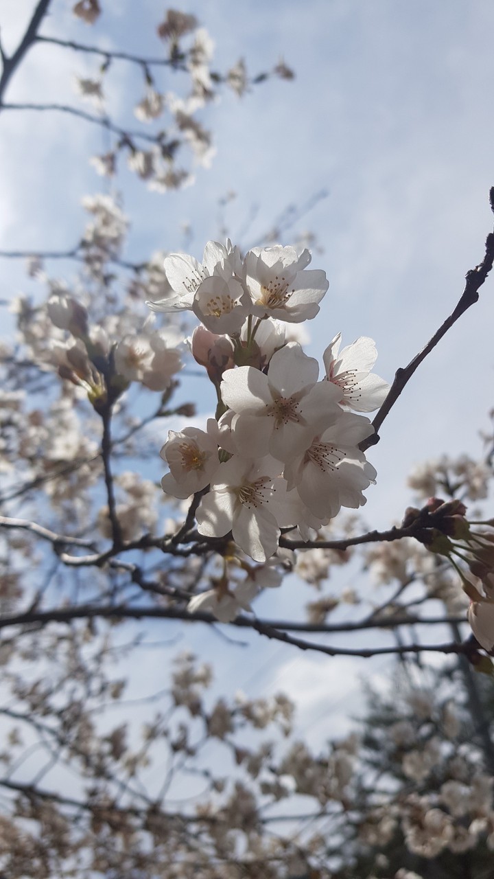 blossom