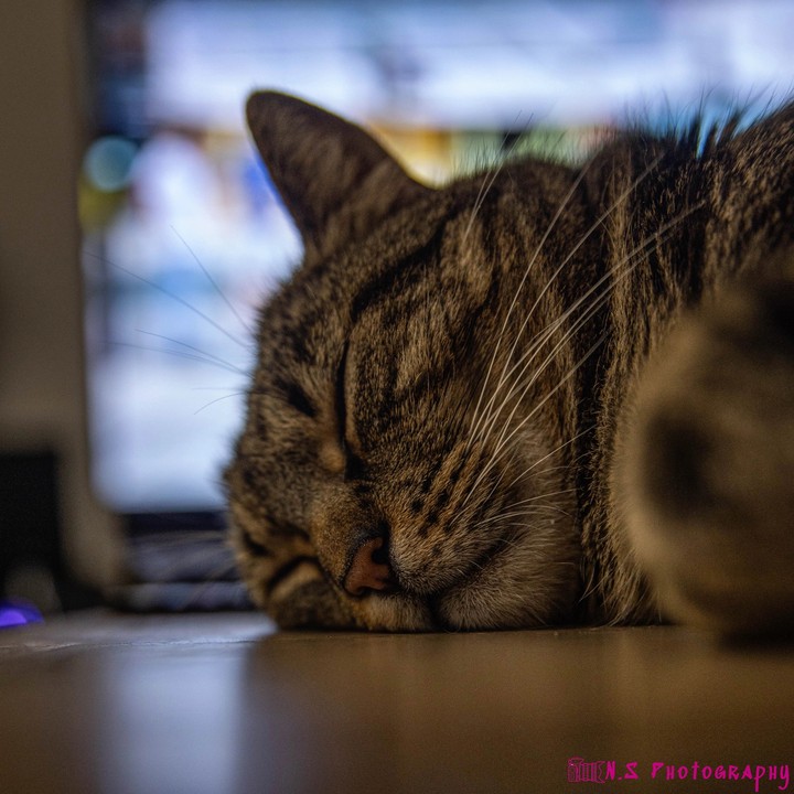 cat