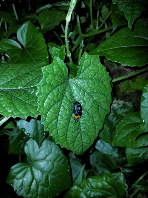 leaf