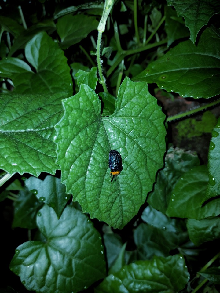 leaf