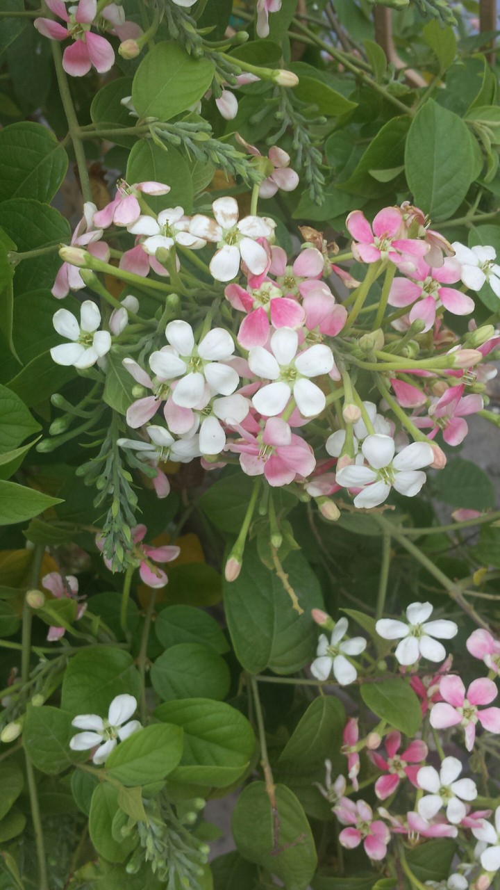 flowers