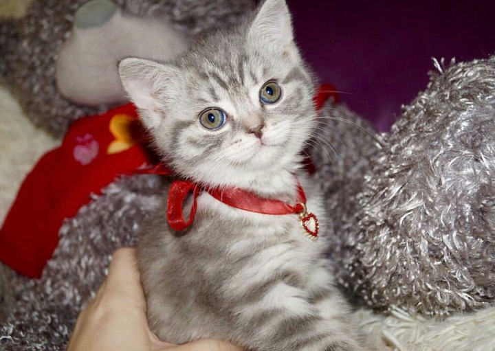 котэ