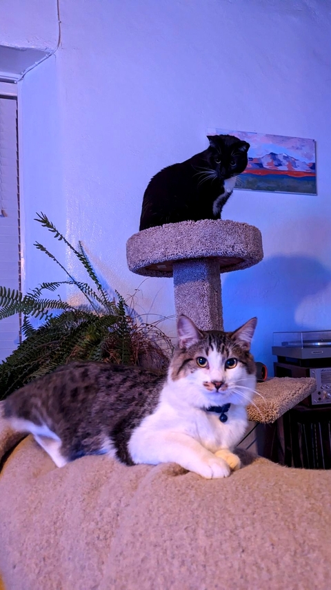Cats Watching T.V.!