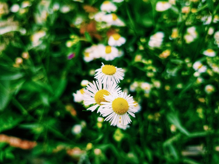 daisies