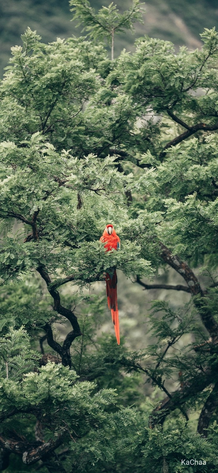bird