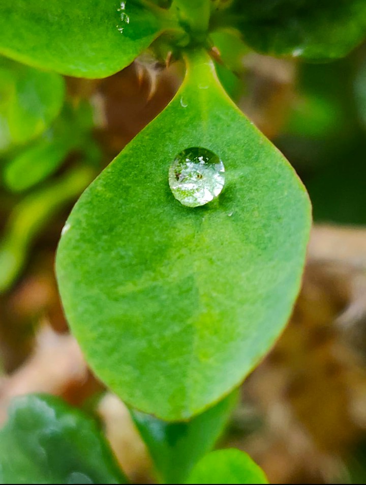 Nature