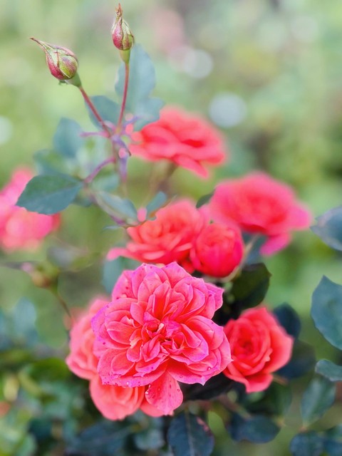רקעים rose, Close-up