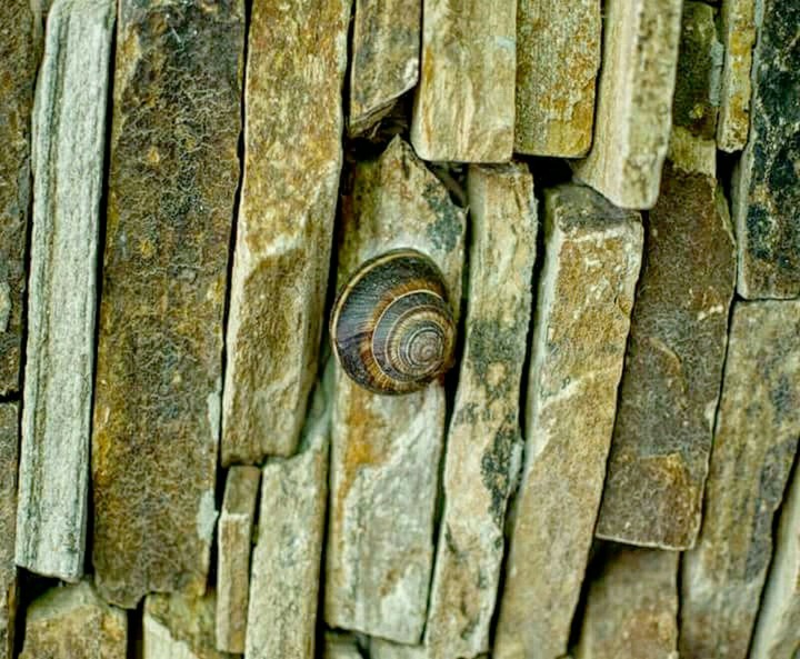 snail