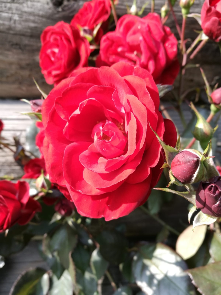 Rose