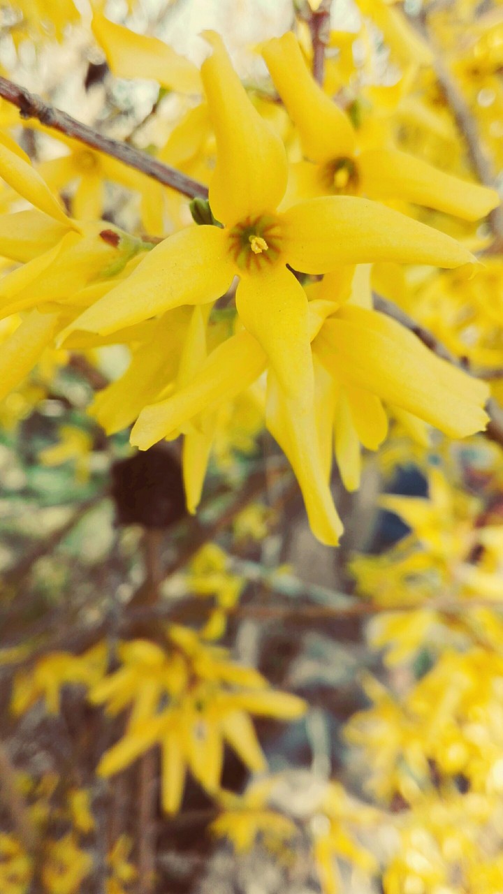 Forsycja