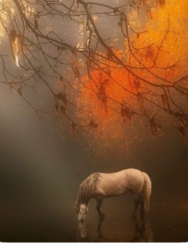 horse