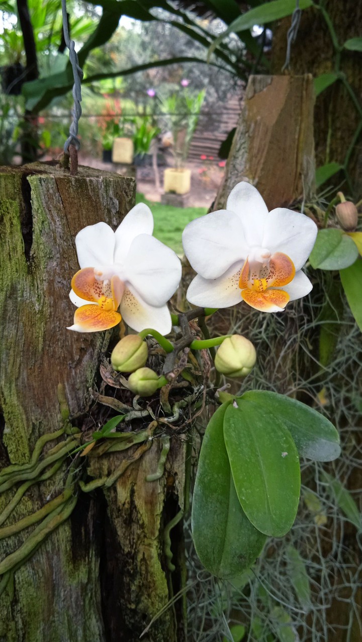 Orquídea