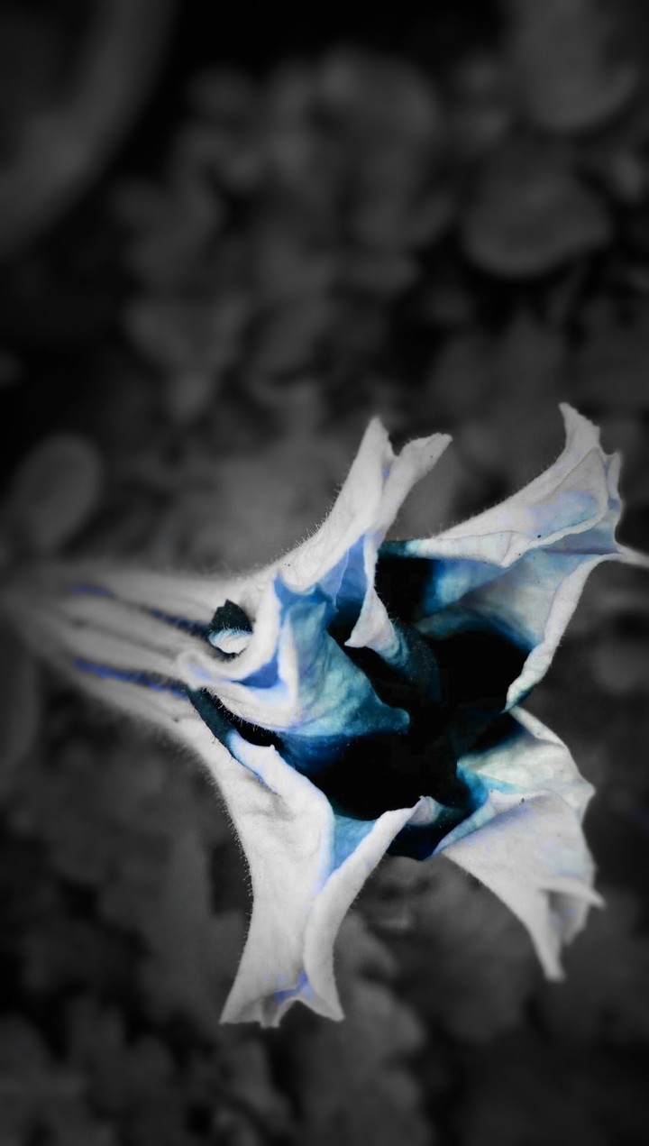 Color pop