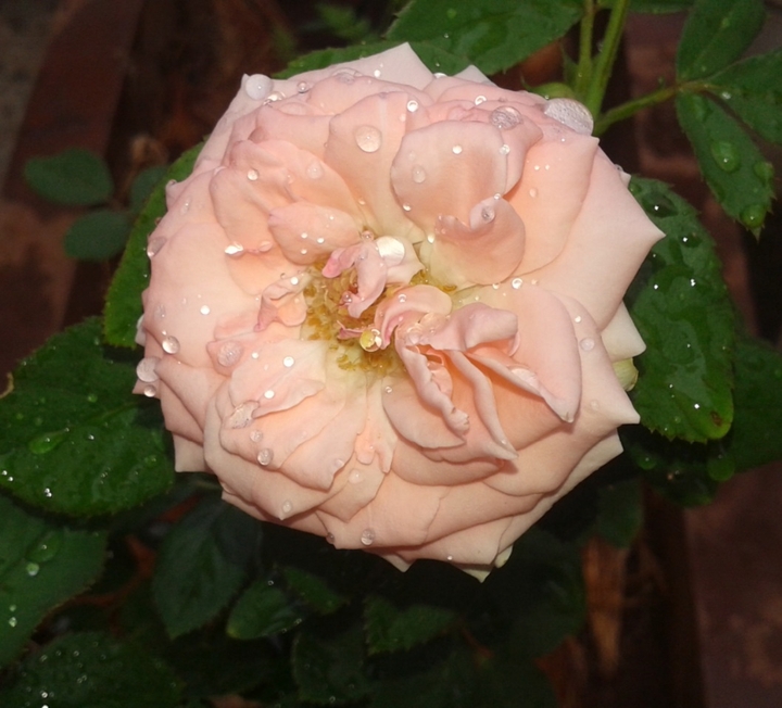 Sandal rose