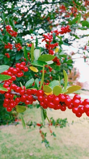 Red n Green