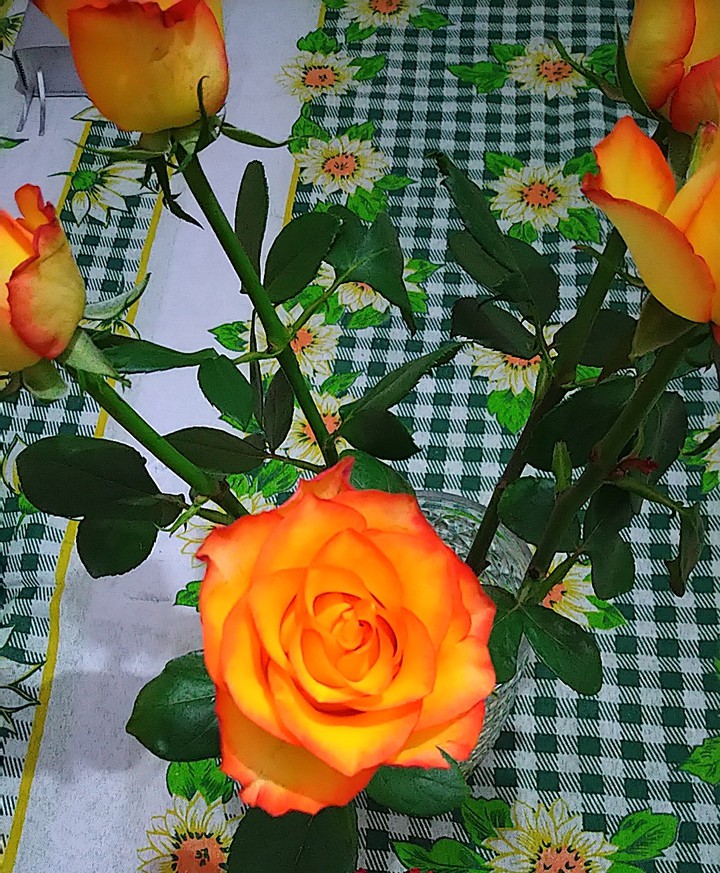 Rosas ?