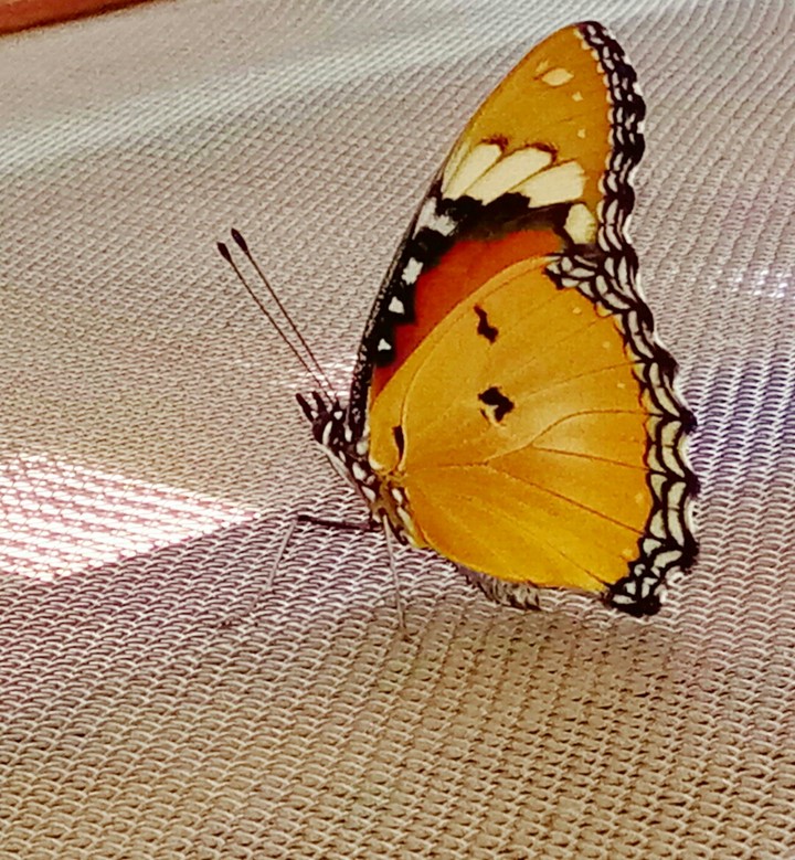 Butterfly