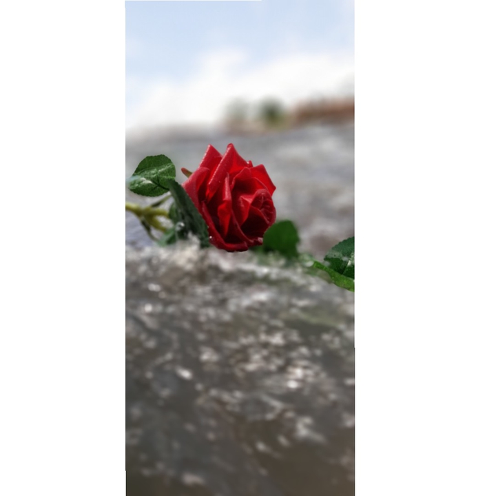 rose