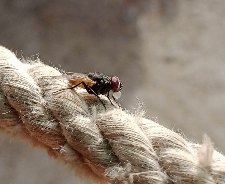 #makkhi#mobile photography#7