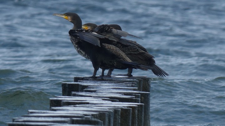 Birds