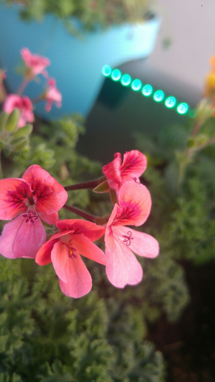 my garden