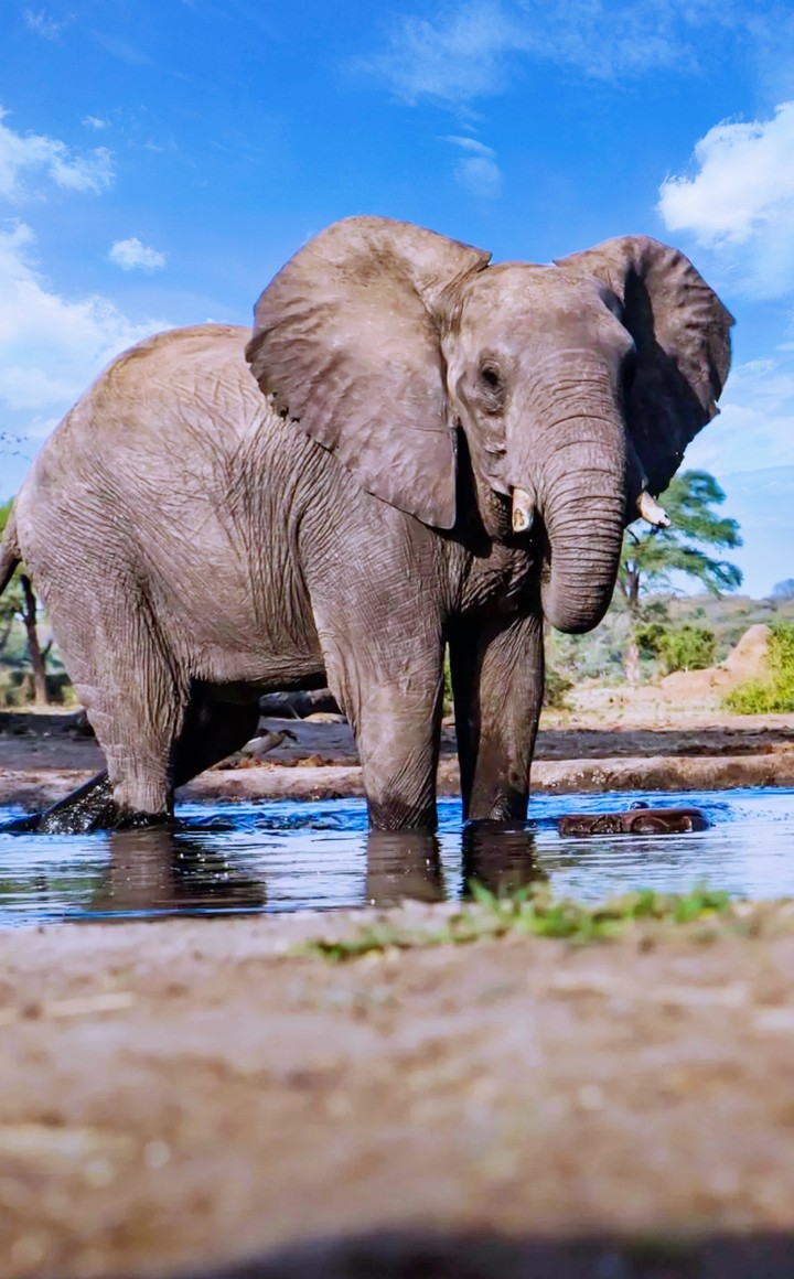 elephant
