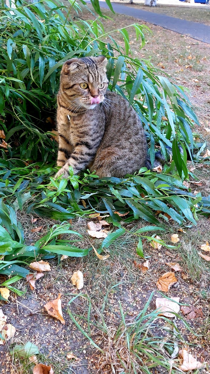 my cat