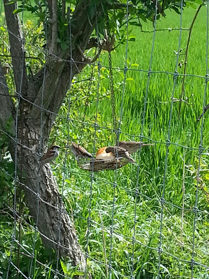 Bird