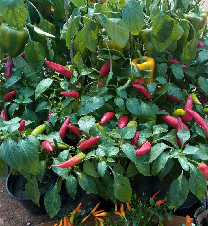 red chilly