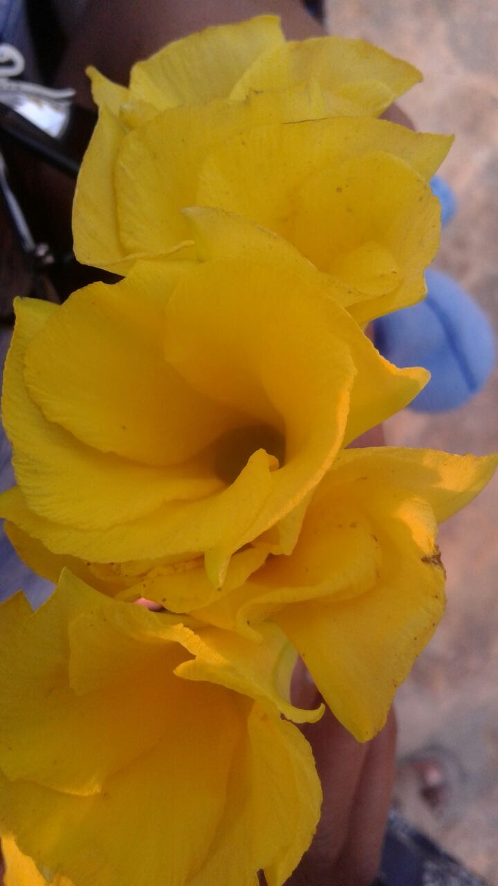kner flower