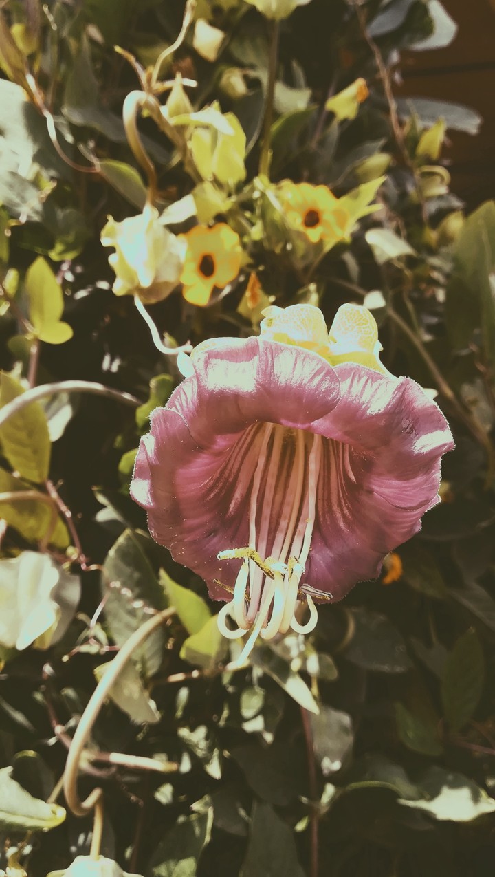 Flor