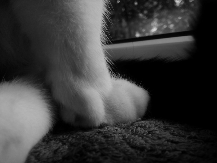 catcatcat