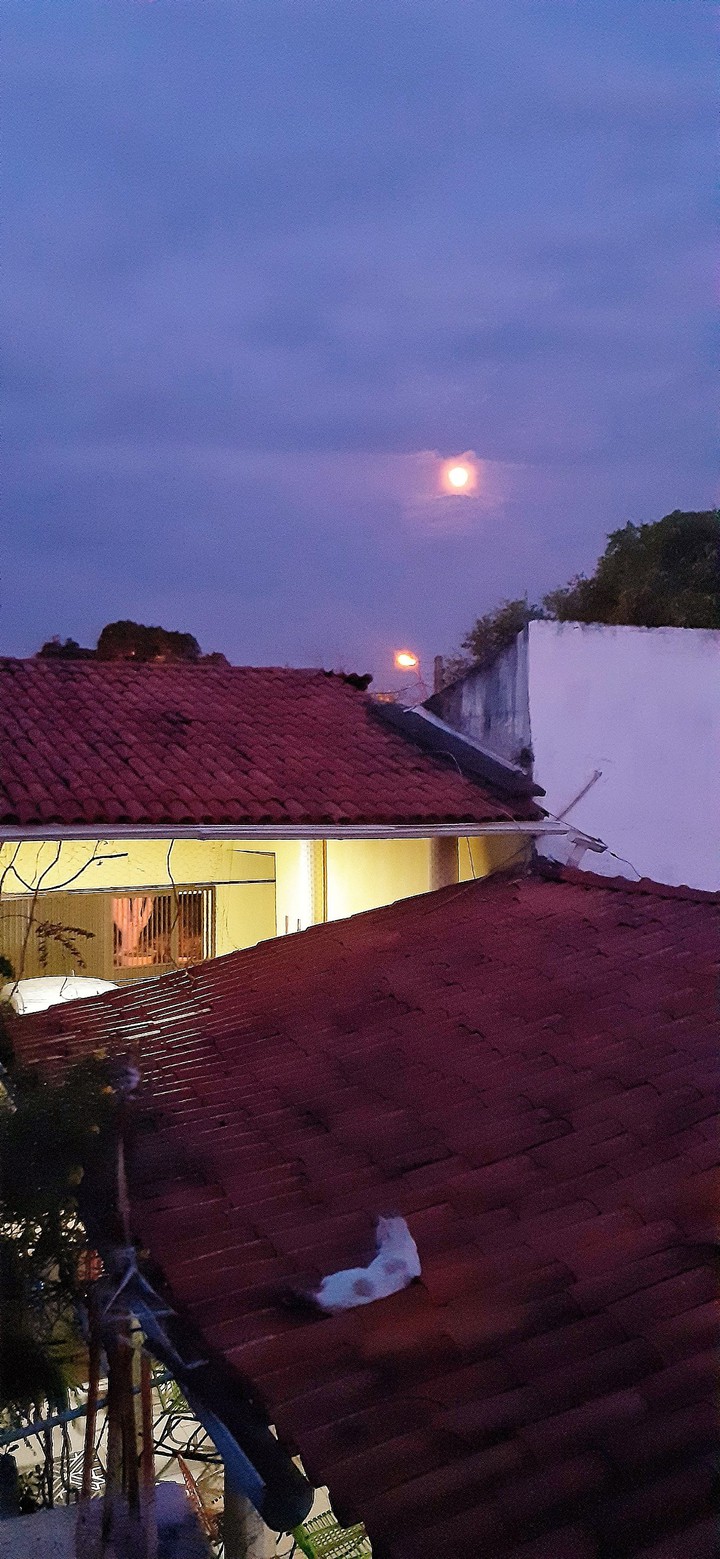 moon and my cat